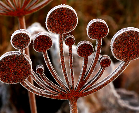 Frost covered Cow parsley garden sculpture