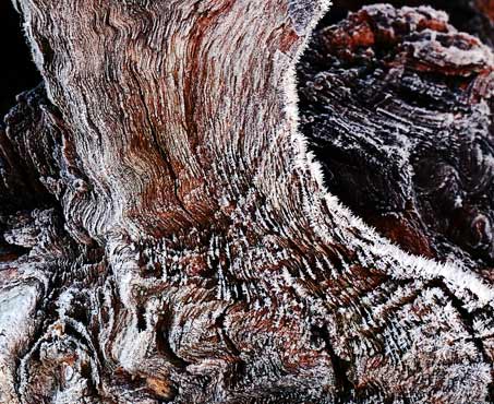 Frosty-Wood